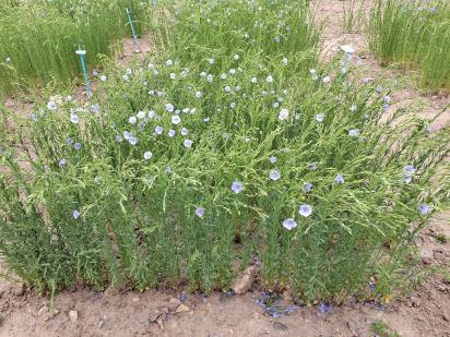 Click for 1 image(s) for this accession.